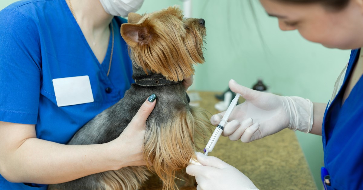 Dog Vaccination Schedule